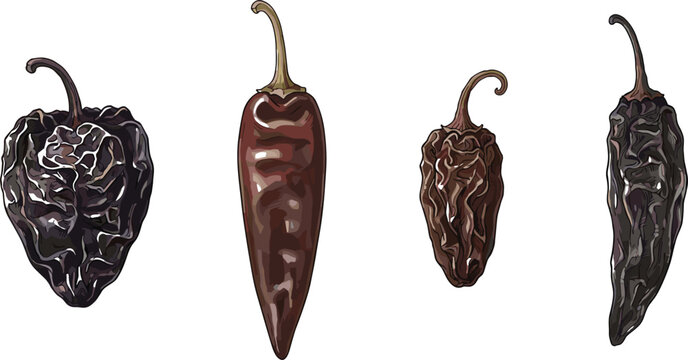Detailed dried chili pepper vector illustration set featuring dark smoked morita chipotle ancho guajillo and pasilla peppers on white background
