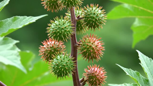 Spiky Castor Bean Seed Pods Hanging on a Stem in Nature