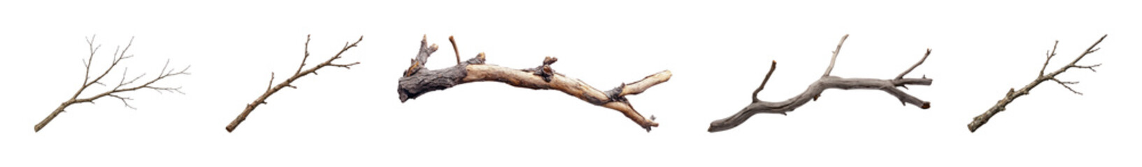 Fototapeta premium PNG Collection of dry branches on transparent background
