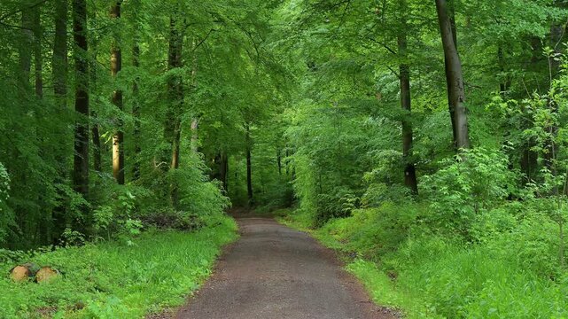 Ein Waldweg f&uuml;hrt durch dichte, gr&uuml;ne B&auml;ume in einer ruhigen und nat&uuml;rlichen Umgebung, Rothenbuch, Spessart, Bayern, Deutschland