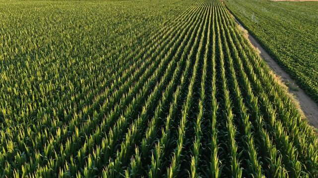Cinematic aerial drone flight over lush green cornfield rows in a rural agricultural farm.