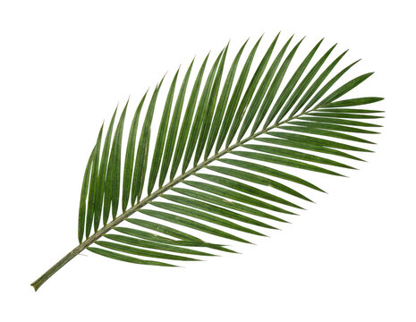 Vibrant palm leaf png lush palm frond png tropical palm leaf png detailed palm leaf cutout green isolated transparent background image