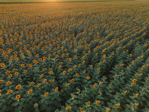 Cinematic drone video shot over a vast field of yellow sunflowers.