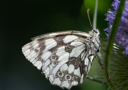 Close-up of a checkerboard butterfly (Melanargia galathea) perched on a thistle. The individual scales on its wings are clearly visible.