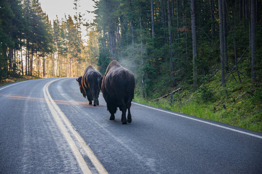 morning bison crossing on road in yellowstone national park