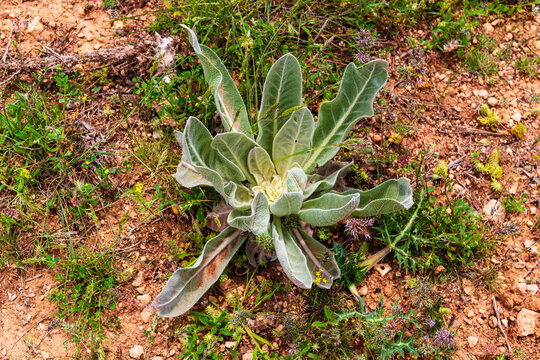 Growing in the wild mullein (Verbascum thapsus) is a medicinal plant.