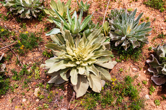 Growing in the wild mullein (Verbascum thapsus) is a medicinal plant.