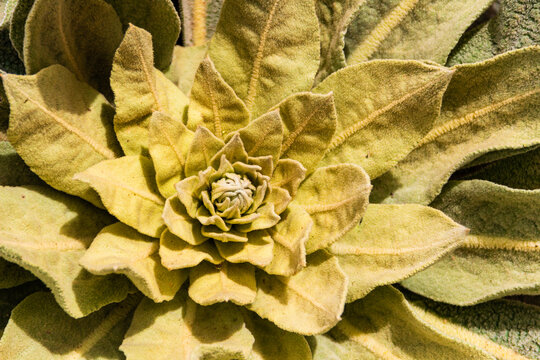 Growing in the wild mullein (Verbascum thapsus) is a medicinal plant.