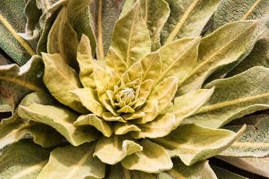 Growing in the wild mullein (Verbascum thapsus) is a medicinal plant.
