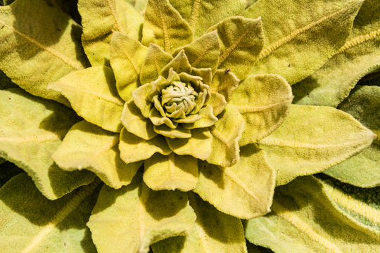 Growing in the wild mullein (Verbascum thapsus) is a medicinal plant.