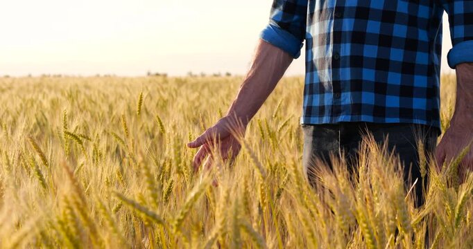 Farmer inspecting golden wheat field at sunset. Hands touch ripe grains, showcasing harvest potential. Peaceful rural landscape reflects agricultural abundance and hard work.