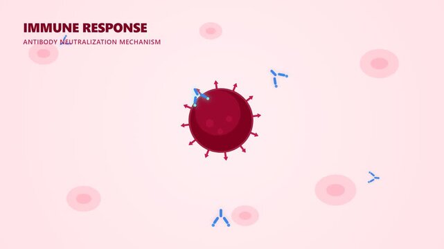 Medical illustration showing the mechanism of antibody neutralization during an immune response.