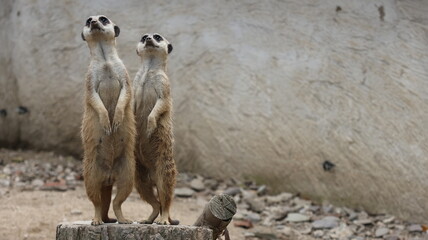Two meerkats standing upright and alert on a raised platform, looking upward in a naturalistic enclosure. © Stanislav