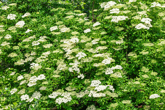 Lush Green Elderberry Shrub Covered In White Flower Clusters Spring Bloom Background For Nature, Sambucus Nigra