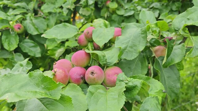 Apples growing on a tree branch surrounded by green leaves in an orchard. Close-up of fruit on an apple tree outdoors.