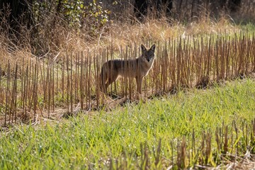 Fototapeta premium Coyote stands in harvested field among tall dry straw stalks. Green grass grows in foreground. Animal looks alert, ready for hunt. Sun shines brightly on wild canine.