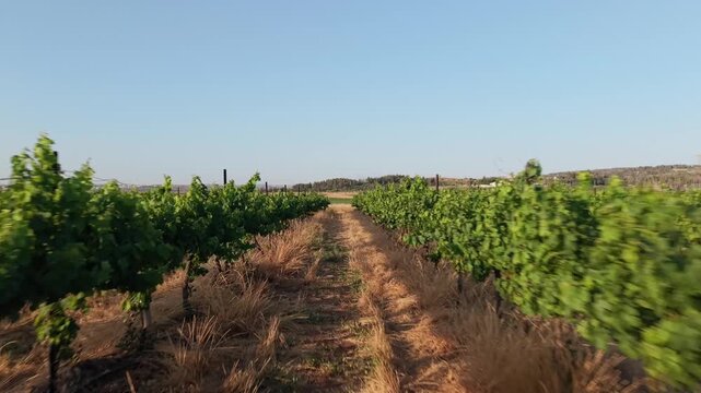 Camera moving through vineyard rows with lush green grapevines along dry grass pathway revealing wide open landscape under clear blue sky in Israel