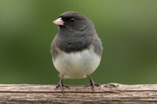 Small dark eyed junco bird perches on brown wooden log outdoors. Songbird with grey plumage, white belly looks left in natural forest environment. Cute wild avian animal sits still on branch during