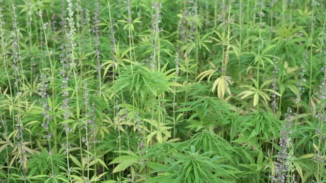 Industrial hemp plants growing in a cultivated field. Close-up view of Cannabis sativa crop in an agricultural environment.