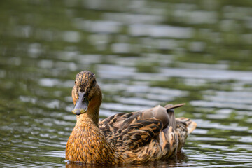 Fototapeta premium Brown duck swims calmly on green water. Feathers show natural patterns and tones. Water ripples softly around the duck. Head turned slightly to the left. Light highlights its smooth, wet plumage