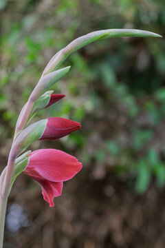Schmetterlings-Gladiole (Gladiolus papilio)