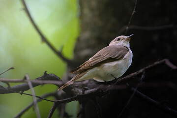 Small bird perches on thin branches. Green foliage blurs softly behind. Bird looks upward, alert and still. Natural forest setting, dim lighting. Compact form, light brown and white © vefimov