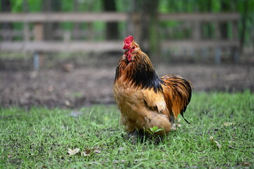Proud golden rooster standing in a green countryside farm © NATALIIA GUTOVSKA