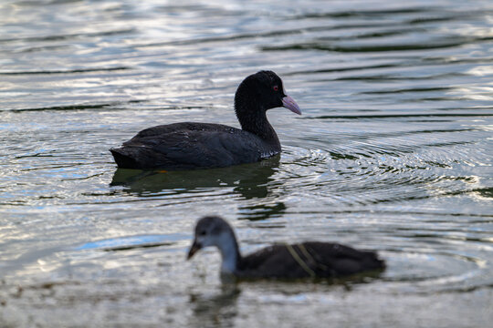 Black coots glides calm water surface. Young duck follows parent, creating ripples. Natural light reflects water's gentle texture. Peaceful aquatic scene captures wildlife grace