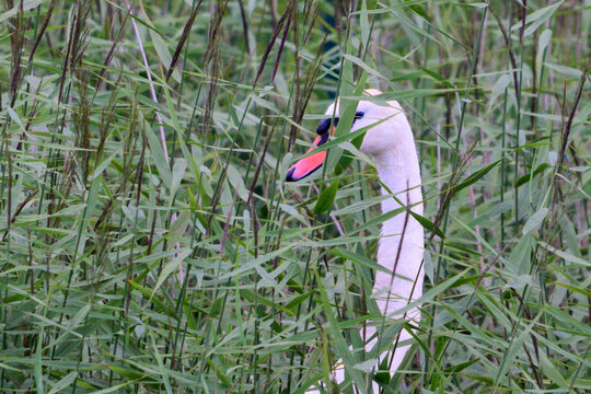 White swan stands amid tall green reeds. Its orange beak contrasts with soft feathers. Grass partially hides its elegant form. Natural habitat offers quiet, wild beauty