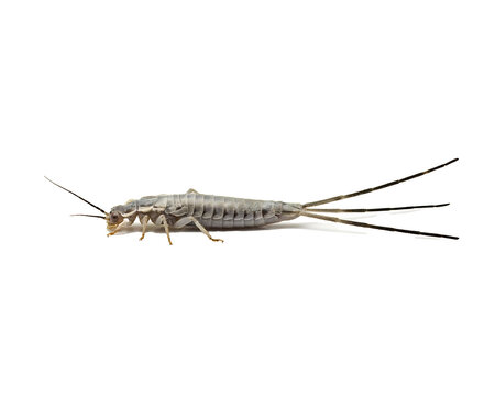 Macro side view of a grey silverfish insect with slender body isolated on black background