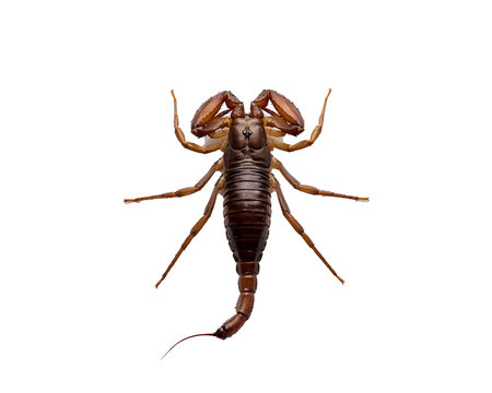 Whip scorpion arachnid top view isolated on black background, brown exoskeleton detail