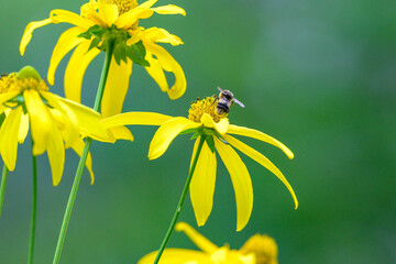 Yellow flowers bloom in soft green background. Bee lands gently on a bloom's center. Petals curve outward, vivid and bright. Fuzzy insect gathers nectar with care © vefimov