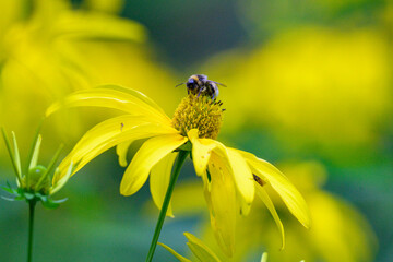 Yellow flower with bee on its center. Bee gathers nectar from bright petals. Soft focus background highlights floral scene. Green stems and buds complete the garden view © vefimov