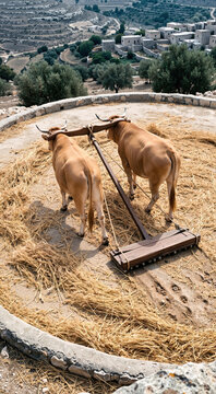 Yoked oxen threshing golden wheat on a circular hilltop threshing floor while pulling a wooden sledge. Ancient agricultural scene with a terraced stone village and olive trees in the background