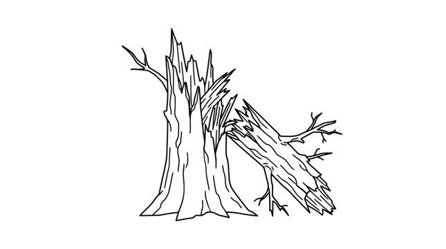 Tree Stump Broken Fallen Wood.