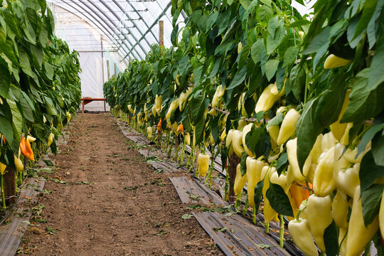 A horizontal wide-angle shot of long rows of vibrant yellow banana peppers growing in a large polytunnel greenhouse.