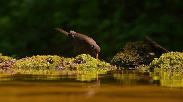 Eine Amsel am Vogelbad, Slowenien