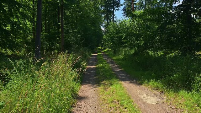 Ein schmaler Pfad f&uuml;hrt durch einen gr&uuml;nen, lichtdurchfluteten Wald, Taunus, Rheingau-Taunus-Kreis, Hessen, Deutschland