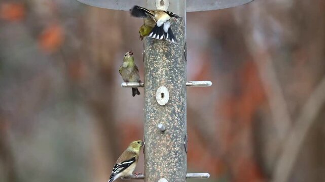 Pine siskins three goldfinches perch on a feeding station. They feed and look around calmly. Background trees show autumn colors. Nature scene captures peaceful bird activity