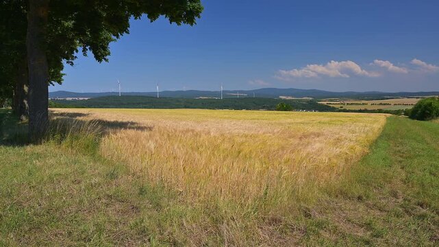 Getreidefeld unter blauem Himmel mit vereinzelten Wolken und einem Baum im Blickfeld, Beuerbach, H&uuml;nstetten, Taunus, Rheingau-Taunus-Kreis, Hessen, Deutschland