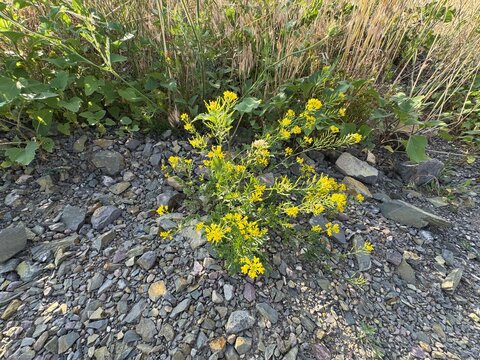 Descurainia sophia, commonly known as flixweed or herb sophia, showcasing bright yellow flowers and finely divided green leaves growing over loose gravel.