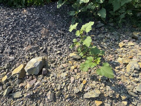 Xanthium strumarium, commonly known as rough cocklebur or common cocklebur, showcasing broad green leaves growing among gravel and stones.