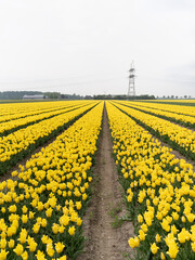 Obraz premium Endless Rows of Yellow Tulips in Dutch Flower Fields Near Lelystad. Spring landscape featuring blooming tulip rows stretching toward the horizon under soft overcast sky