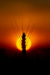 Obraz premium Sunset behind wheat ear. Sunset light through awn. Golden sunset field background. Warm sunset crop scene.
