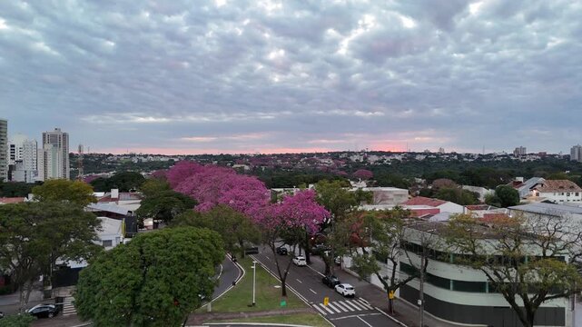 Maring&aacute;, Paran&aacute;, com a florada dos Ip&ecirc;s pelas avenidas, um contraste dos corredores rosa e roxo em meio ao verde e cinza. 
Aerial drone view of purple ip&ecirc; trees blooming in Maring&aacute;, Paran&aacute;, Brazil