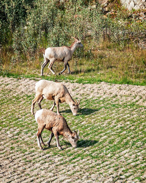 Rocky Mountain Sheep Grazing