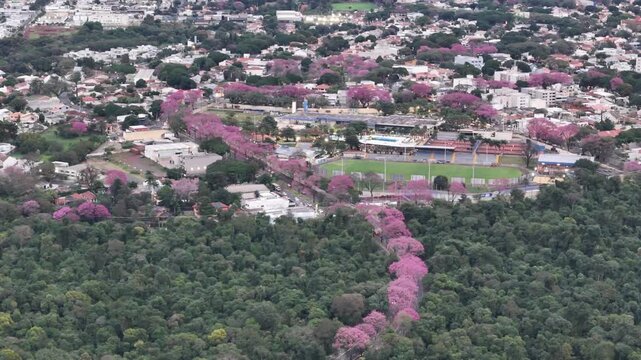 Maring&aacute;, Paran&aacute;, com a florada dos Ip&ecirc;s pelas avenidas, um contraste dos corredores rosa e roxo em meio ao verde e cinza. 
Aerial drone view of purple ip&ecirc; trees blooming in Maring&aacute;, Paran&aacute;, Brazil