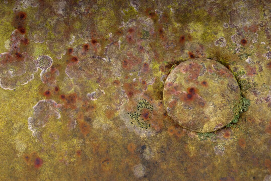 Macro lichen and moss texture on roadside guard rail, Indiana