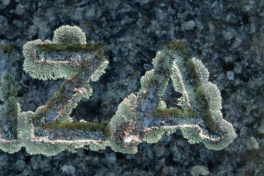 Macro lichen on gravestone letters Z and A, Connecticut