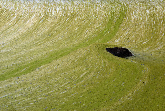 Algal bloom mats in stream below reservoir in early autumn